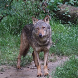 Grey Wolf Canis lupus signatus Kerkrade Zoo