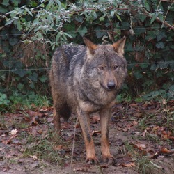 Grey Wolf Canis lupus signatus Kerkrade_Zoo