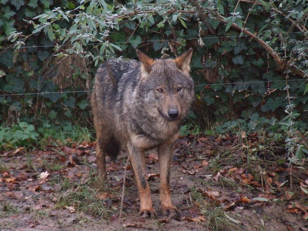 Grey Wolf Canis lupus signatus Kerkrade_Zoo