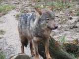 Grey Wolf Canis lupus signatus_(Kerkrade_Zoo)_31 Canis Lupus