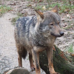 Grey Wolf Canis lupus signatus_(Kerkrade_Zoo)_31 Canis Lupus