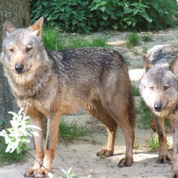 Grey Wolf Canis lupus signatus_(Kerkrade_Zoo