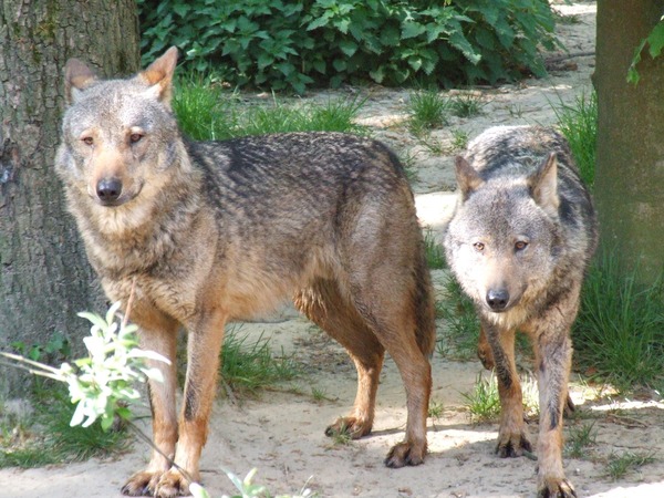 Grey Wolf Canis lupus signatus_(Kerkrade_Zoo