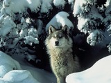 Grey Wolf Canis lupus standing snow