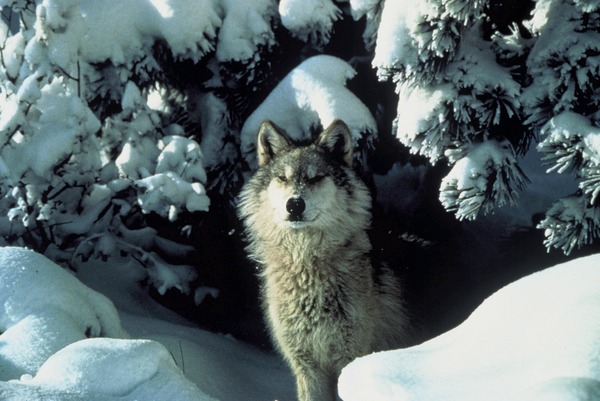 Grey Wolf Canis lupus standing snow