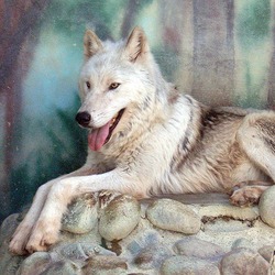 Grey Wolf Canis lycaon Canis Lupus