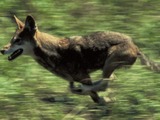 Grey Wolf Canis rufus cropped Canis Lupus