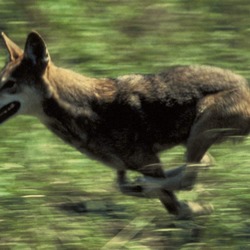 Grey Wolf Canis rufus cropped Canis Lupus