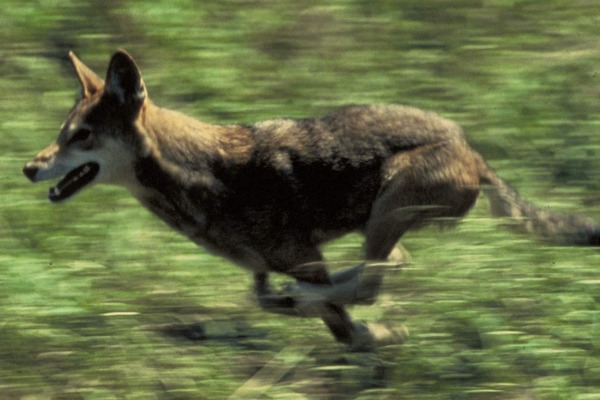 Grey Wolf Canis rufus cropped Canis Lupus