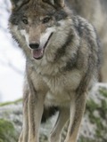 Grey Wolf Canis_Lupus_Signatus ZOOMIberian