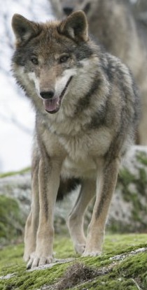 Grey Wolf Canis_Lupus_Signatus ZOOMIberian