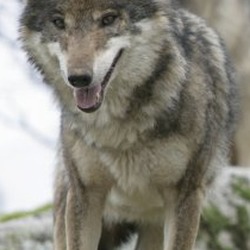 Grey Wolf Canis_Lupus_Signatus ZOOMIberian