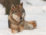 Grey Wolf Canis_lupus Canis Lupus