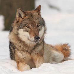 Grey Wolf Canis_lupus Canis Lupus