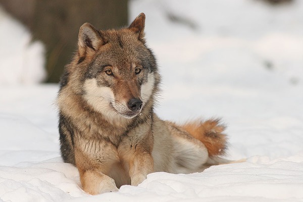 Grey Wolf Canis_lupus Canis Lupus