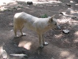 Grey Wolf Canis_lupus occidentalis ZOO Canis Lupus