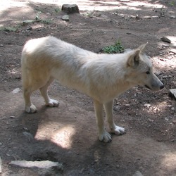 Grey Wolf Canis_lupus occidentalis ZOO Canis Lupus