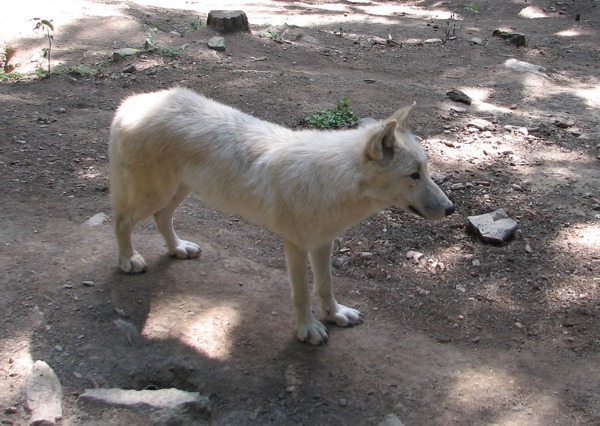 Grey Wolf Canis_lupus occidentalis ZOO Canis Lupus