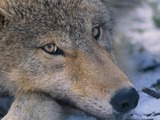 Grey Wolf Canis_lupus pup closeup Canis Lupus