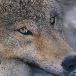 Grey Wolf Canis_lupus pup closeup Canis Lupus