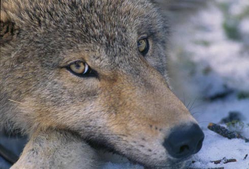 Grey Wolf Canis_lupus pup closeup Canis Lupus
