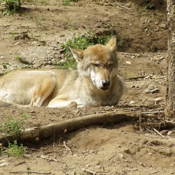 Grey Wolf Canis_lupus_lupus s