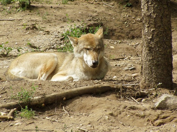Grey Wolf Canis_lupus_lupus s