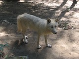Grey Wolf Canis_lupus_occidentalis Canis Lupus