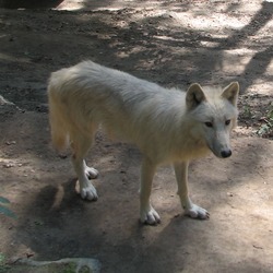 Grey Wolf Canis_lupus_occidentalis Canis Lupus