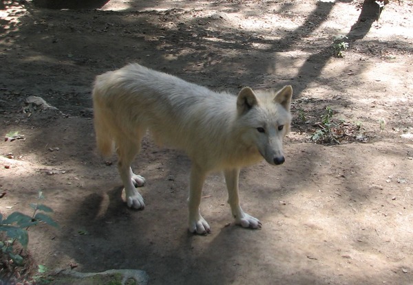 Grey Wolf Canis_lupus_occidentalis Canis Lupus