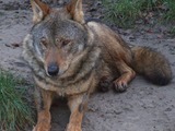 Grey Wolf Canis_lupus_signatus_(Kerkrade_Zoo)_45 Canis Lupus