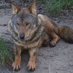 Grey Wolf Canis_lupus_signatus_(Kerkrade_Zoo)_45 Canis Lupus