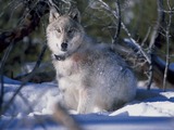 Yellowstone Wolf Collaring