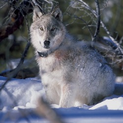 Yellowstone Wolf Collaring