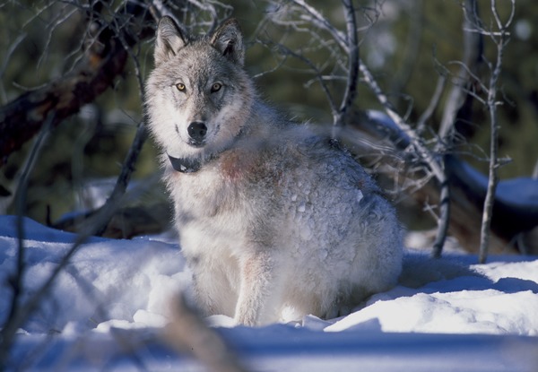 Yellowstone Wolf Collaring