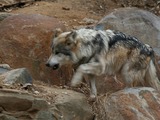 Grey Wolf Captive Mexican Wolf National Zoo Canis Lupus