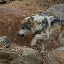 Grey Wolf Captive Mexican Wolf National Zoo Canis Lupus