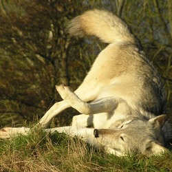 Grey Wolf Duma_roll Canis Lupus