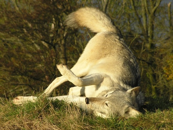 Grey Wolf Duma_roll Canis Lupus