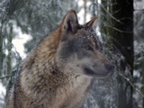 Wolf Photo Gallery