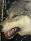 Grey Wolf Grey_Wolf_3 Canis Lupus