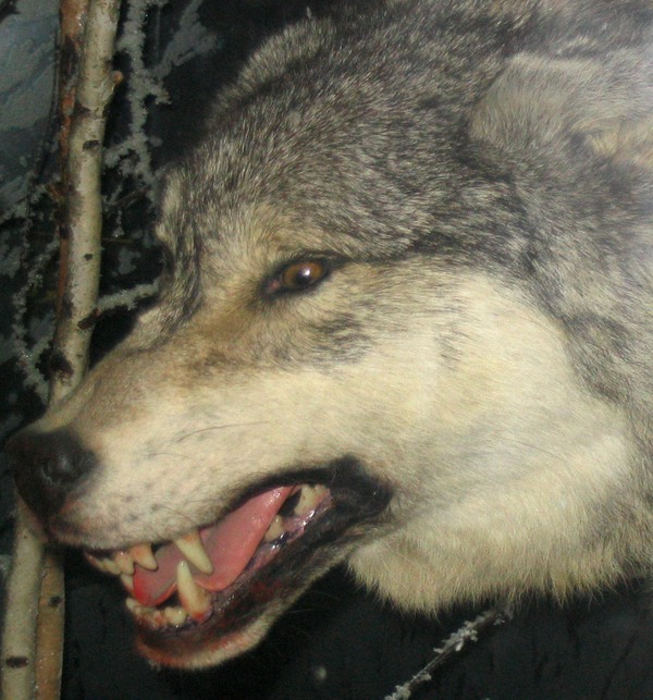 Grey Wolf Grey_Wolf_3 Canis Lupus