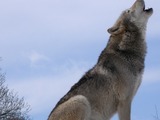 Grey Wolf Howlsnow Canis Lupus
