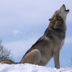Grey Wolf Howlsnow Canis Lupus