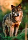 Grey Wolf Iberian_wolf Canis Lupus