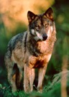 Grey Wolf Iberian_wolf Canis Lupus