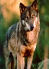 Grey Wolf Iberian_wolf Canis Lupus