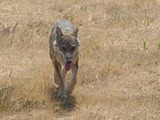 Grey Wolf Lupo_appenninico_3 Canis Lupus