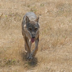 Grey Wolf Lupo_appenninico_3 Canis Lupus