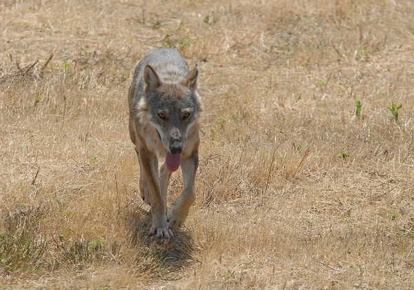 Grey Wolf Lupo_appenninico_3 Canis Lupus